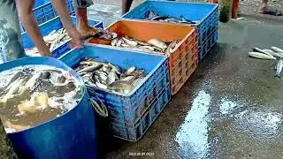 Fish Market wholesale || Assam