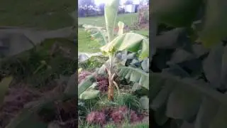 Applied Ecology