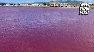 Japanese sea turns &lsquo;venomous&rsquo; shade of red, alarming residents