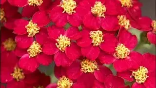 Introducing Insectary Plants for Your Garden