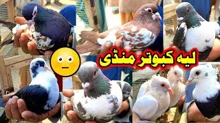 Layyah Pigeon Market New Updates | ColorFull Pigeons Available In Market | Pigeon Sale Video 