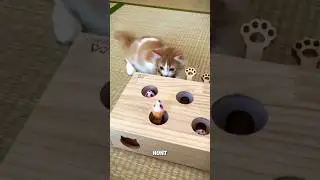 Best Wooden Cat Toy | Keep Your Cat Happy & Active! 🏆🐱 #CatLover #PetTo #cattoys #ytshorts #shorts