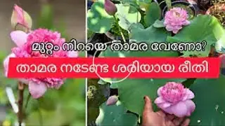 താമര നടുമ്പോൾ ഇങ്ങനെയൊന്ന് നട്ടുനോക്കു. മുറ്റം താമരയാൽ നിറയും /Potting video of lotus tubers