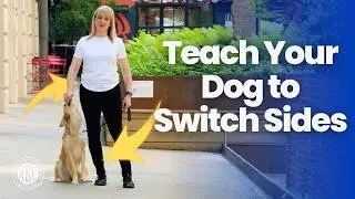 How to Make Your Dog Switch Sides on Walks | AKC Training Tips