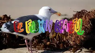 Sam Heck for Be Fuckin Grateful