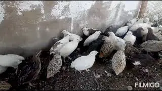 Quail male and female deffrence