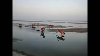 Dogs catching fishing  and moved on camera  #cow #villagelife #animals #dogs #fish