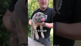 Poznaj Xenę, naszego nowego szczeniaka rasy Cane Corso