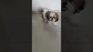 While Buying The Dog | Shih Tzu | #shorts #trending #pets #dog