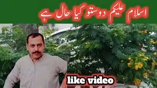 Assalamualaikum friend 🌹 Kay hall hai pa k