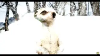 The Wild Berrys - Merry Christmas Baby (Official Animated Music Video)