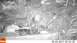 Rat Gets Caught in Kness Snap E Trap