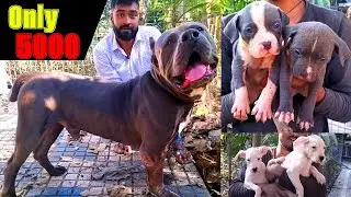 Recent Dog Puppy Price Update | dog market in kolkata | dog market in kolkata price | OM Pet Shop