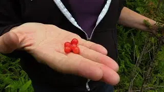 Red Huckleberry (Identification)