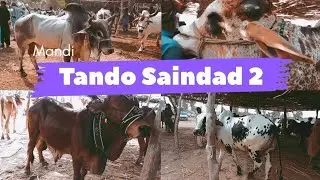 THE PUBLIC SHOW | Tando Saindad Cow Mandi Price Update, Badin 12 June 2022