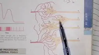 Neuronal Pools divergence/convergence electrical excitation and inhibition in neuronal pool guyton47