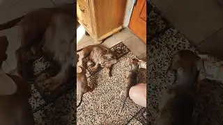 починається вчиться захищати такса собачка begins learning to defend dachshund dog