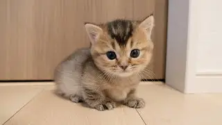 Kitten Kiki's first adventure