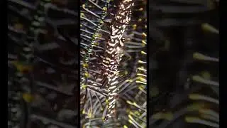 Ornate Ghost Pipefish (Solenostomus paradoxus) in Bali