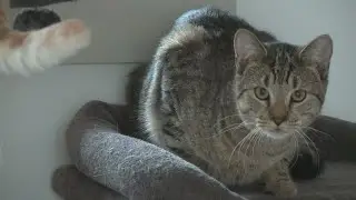 Brunswick animal sanctuary holding fundraiser for shelter expansion