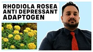 Rhodiola Rosea | Adaptogen | Antidepressant | Uses and Benefits | Dosage and Explanation in English