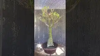 1.5jt sj, Thaysocco Ori Cutting pot 50 [085334360777]