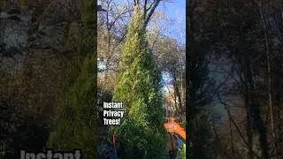 Can you say INSTANT privacy screen trees? 🌲 #wecandoit #tree #trees #landscape #evergreen
