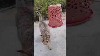 Smart cat 🐈 #shorts #cats