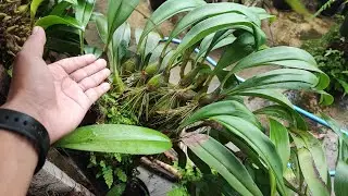 Merimbunkan dan Menyuburkan anggrek Bulbophyllum!! Gini Caranya !