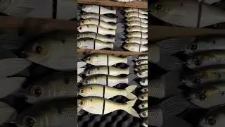 It&rsquo;s pretty great living 15 minutes from the Bull Shad Swimbaits and Jekyll Productions shop!