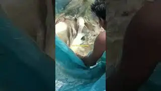 #imc harvesting #harvesting rohu,grass,katla,common carp #pond harvesting #fish