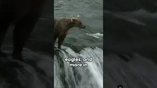 Alaska Unmissable Experiences