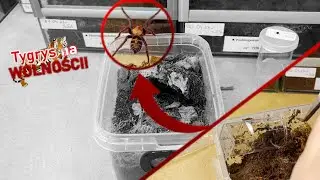 SZYBKI I JADOWITY *UCIEKŁ?* (D. Pentaloris 2dc)