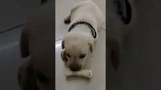 my Labrador dog biting the bone/Jerry The Labrador/funny video #shorts