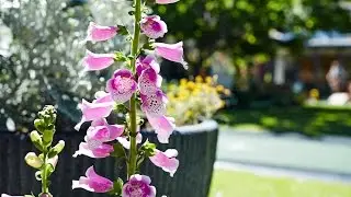 VDB Gardens