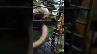 Baby Rats 🐀 sleeping on there DAD [Toby] [Peppie] Mother  most underrated pets ever 💯