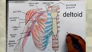 deltoid drawing l human anatomy diagrams tutorials