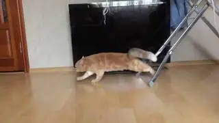 TURBO CAT
