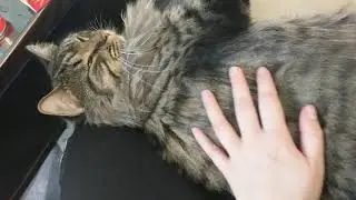 Cat with super soft fur