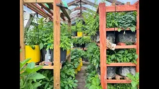 Rare Plants Greenhouse Tour: Water Leaf, Ghost Peppers & More!