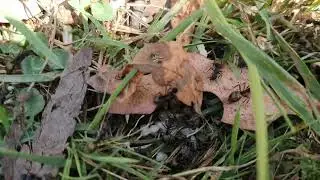 Little Nature clips from the Buckland river