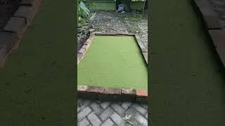 10 hari setelah tebar benih #azolla #pakanterbaik #budidayaazolla #pakanternakmurah