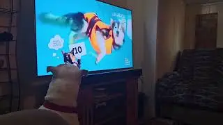 My friend's dog watching the TV he's like what the heck