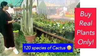 120 species of Cactus plant | Rare cactus plants | Best plants nursery in Rawalpindi/Islamabad