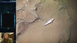 Fish Friday #157 - Ozark Cavefish