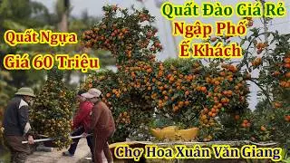 Choáng Cảnh Kinh Doanh Hoa Tết Ế Khách Chưa Từng Thấy - Xuân Bính Ngọ 2026