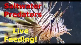 Lionfish, Snowflake Eel, Chocolate Chip Starfish | Predator Aquarium Fish Tank | Aquarium Highlight