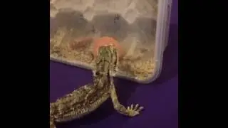 Nexus the Bearded Dragon!