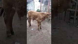 saPI aDI