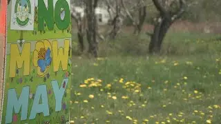 No Mow May helping busy bees by cutting work